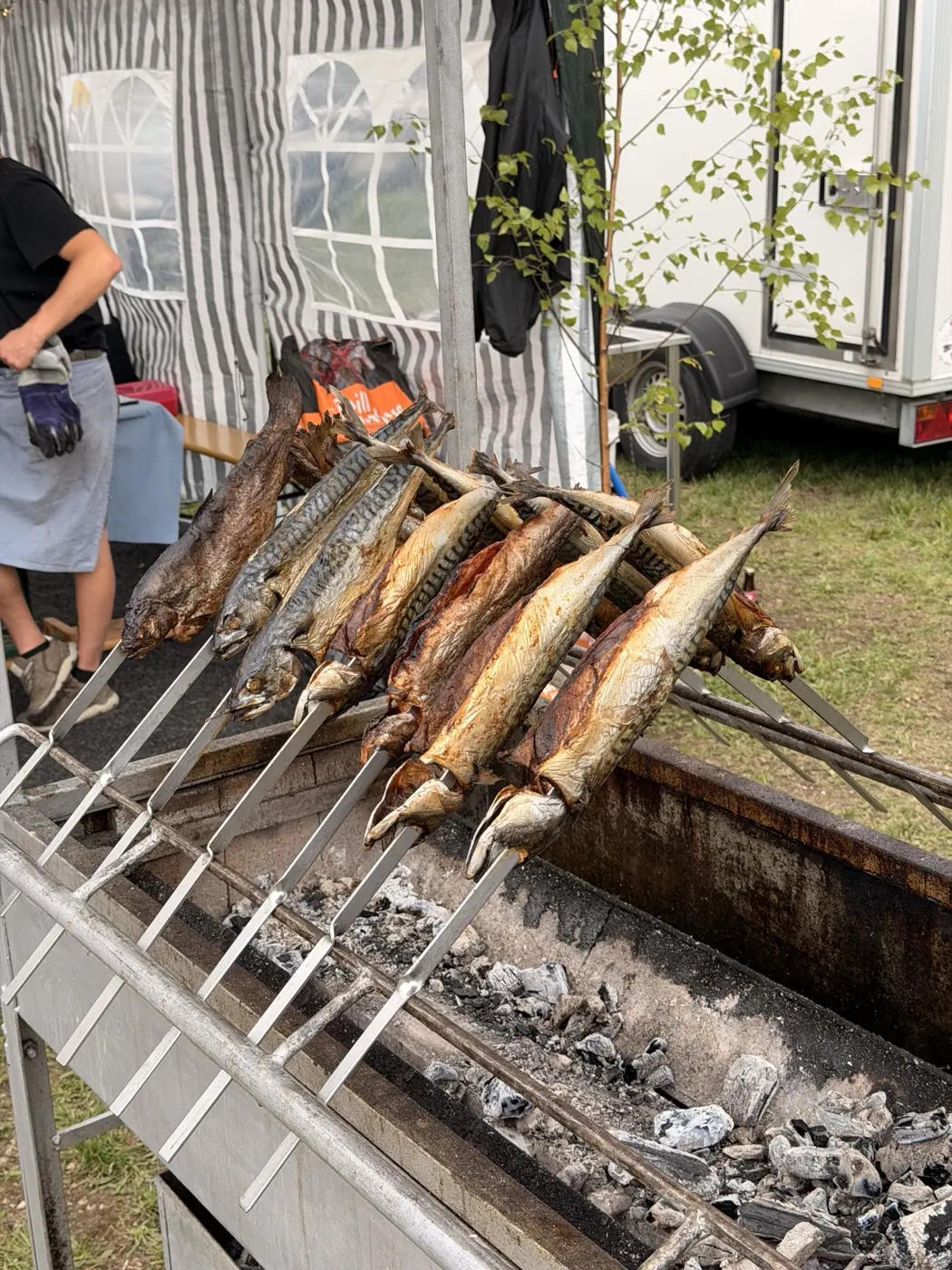 Reihe goldbraun gegrillter Steckerlfische über dem Holzkohlebett des Grills